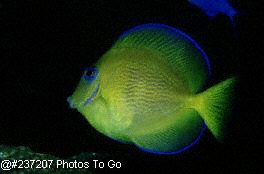 Neon yellow tang